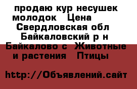 продаю кур-несушек молодок › Цена ­ 400 - Свердловская обл., Байкаловский р-н, Байкалово с. Животные и растения » Птицы   